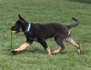Azog z Glaurung german shepherd  ball